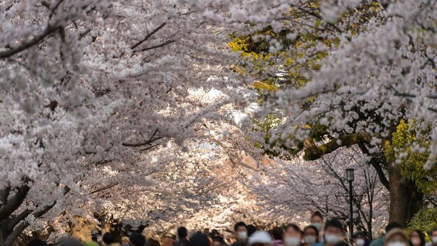 Цветение персикового дерева в Японии