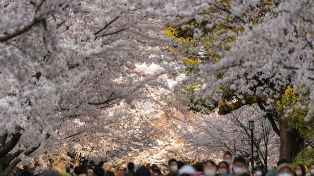 日本の桃の木の花