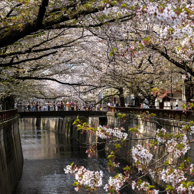 Peach tree blossom in japan