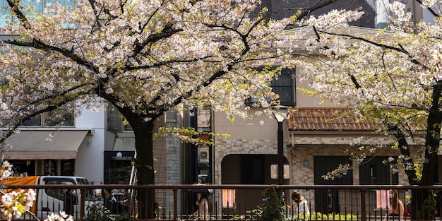 Free photo peach tree blossom in japan