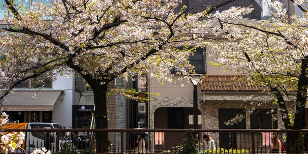 Peach tree blossom in japan