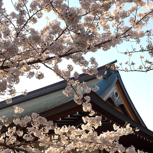 대낮에 도쿄의 복숭아 나무 꽃