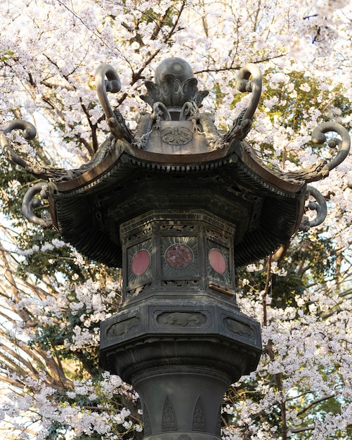 日光の下で東京の桃の木の花