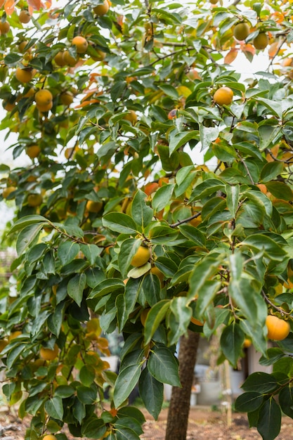 Foto gratuita albero di pesche