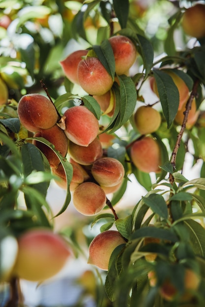 Peaches fruit on tree during daytime