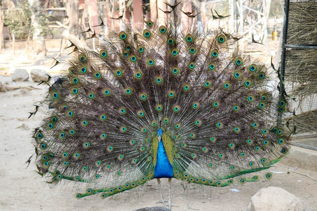 Peacock with his beautiful feathers 