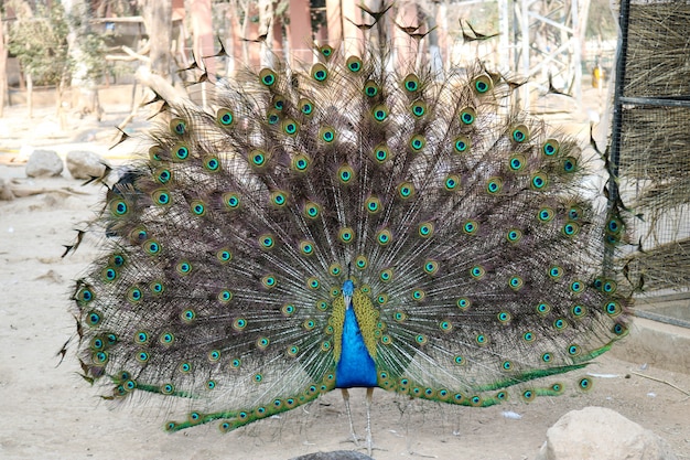 Peacock with his beautiful feathers 