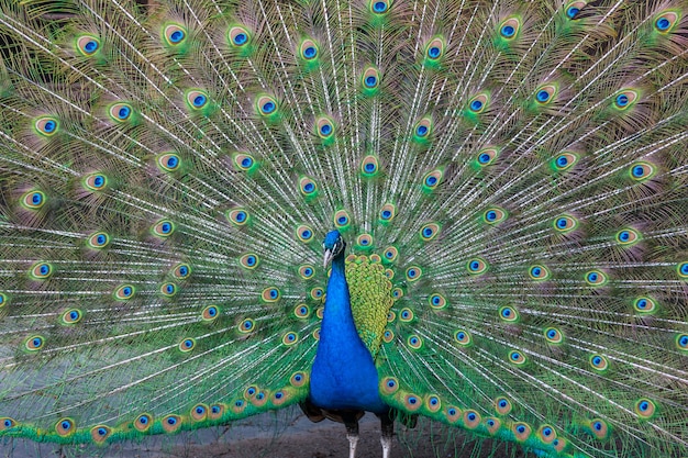 Павлин с разноцветными перьями