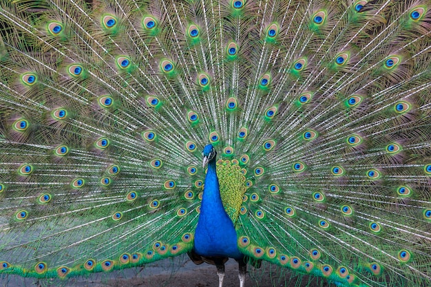 Peacock with multicolored feathers