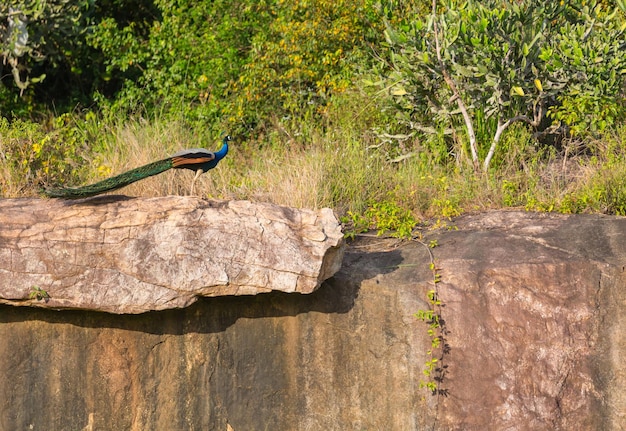 Free photo peacock