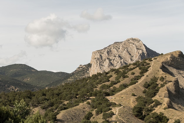 Peak of a mountain and vegetation