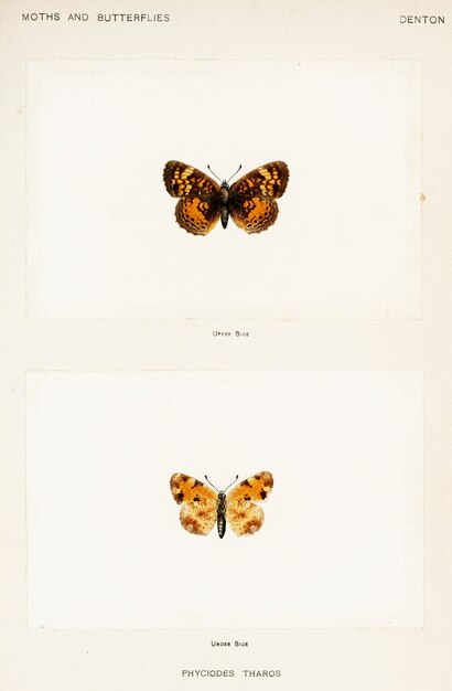 米国の蛾と蝶からのパール・クレセント（Phyciodes Tharos）