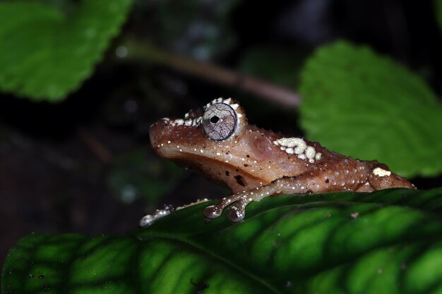 葉の上の苔の木のカエルの真珠のようなアマガエル真珠の木のカエルのクローズアップ