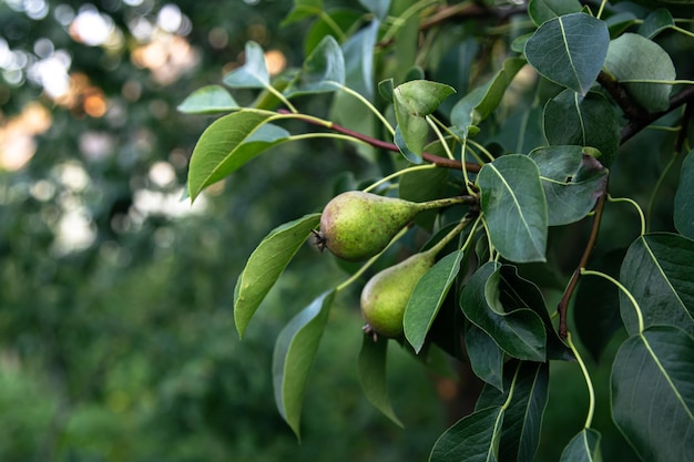 Pears on a branch on a tree on a blurred background