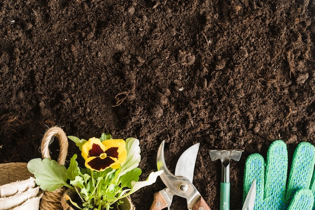 Peat pots; pansy plant; gardening tools and gloves on soil