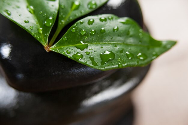 Pebble stones with green leaves