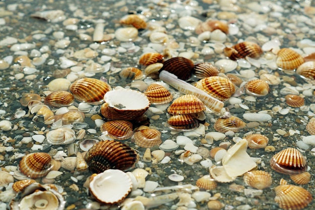 Pebbles, shellfish and snails covered in water