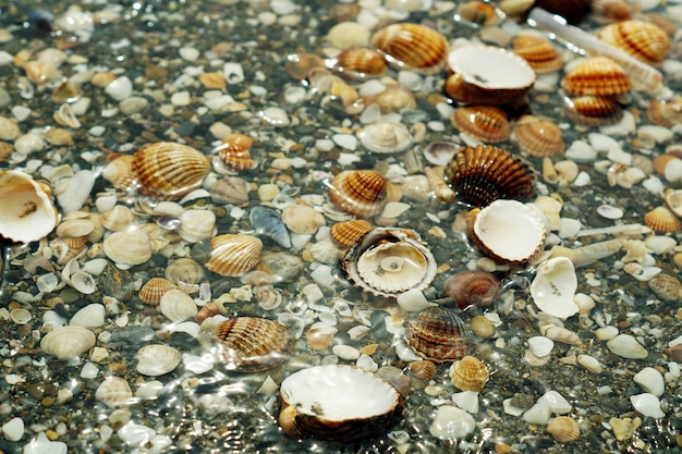 Pebbles, shellfish and snails covered in water