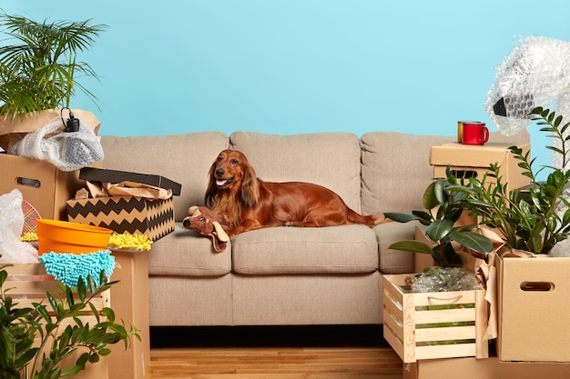 Породная собака лежит на удобном диване, играет с мягкой игрушкой, ждет хозяев в новой квартире, окруженная картонными коробками с домашними вещами.