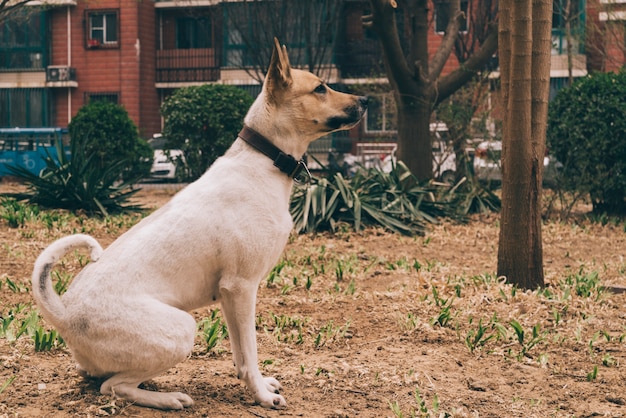 Free photo pedigreed dog on walk in city