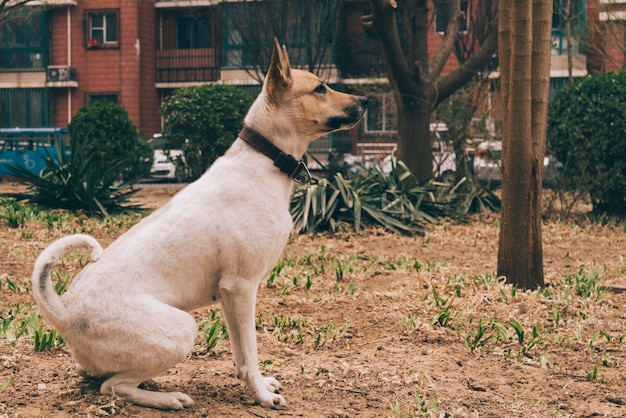 血統犬の街を散歩