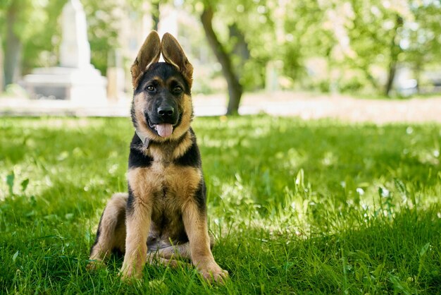 公園で草の上に座っている首輪の血統書付きの子犬