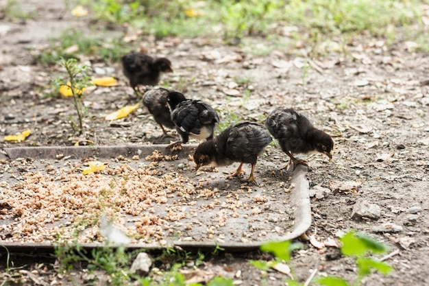 Free photo peepers eating grains at farm