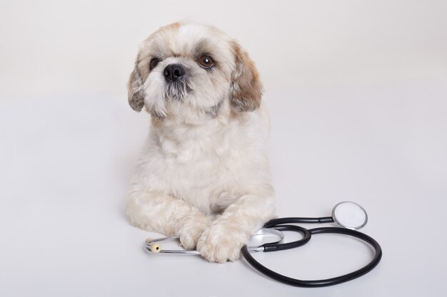 Pekingese dog with stethoscope isolated