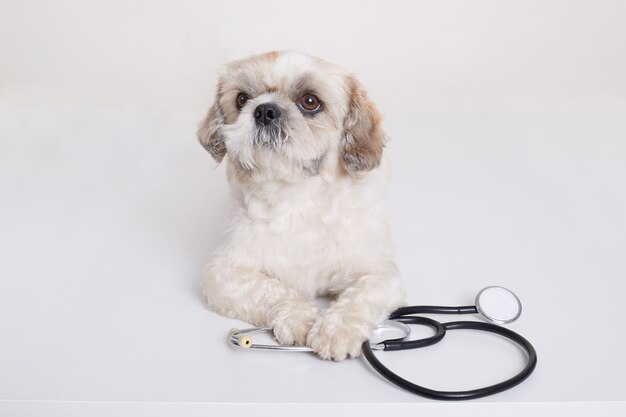 Pekingese puppy dog with stethoscope near his paws posing