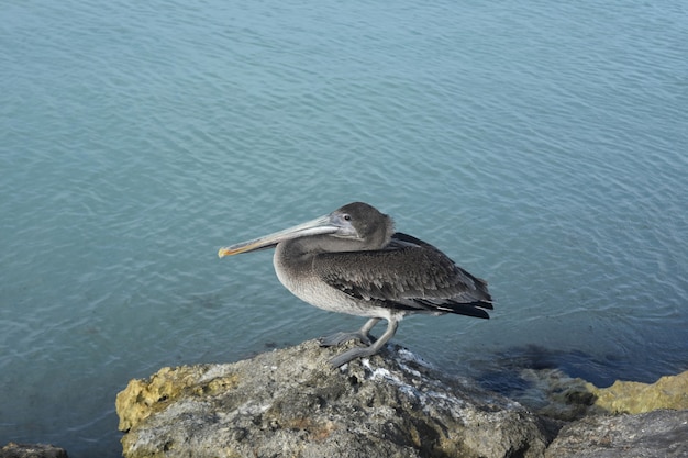 Pelican In Aruba Standing on a Rock by the Ocean