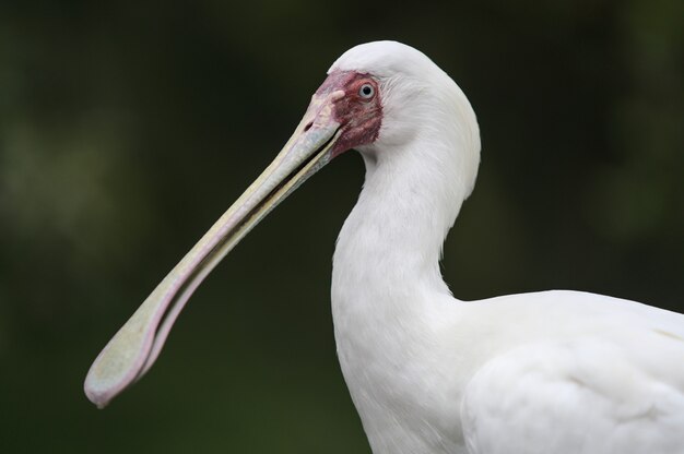 pelican close up portrait