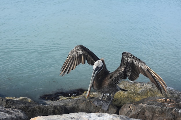 Pellicano che si asciuga e mette in onda le sue ali al sole dei caraibi.