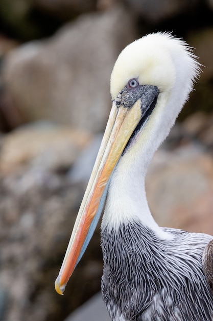 Пеликан на берегу моря