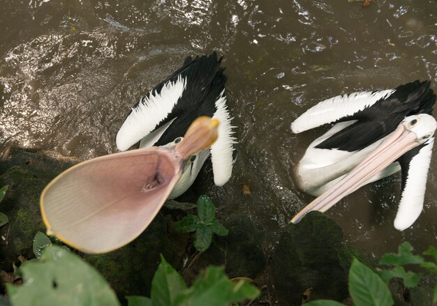 口が開いたペリカン