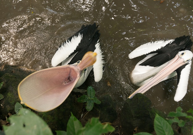 Pelican with open mouth