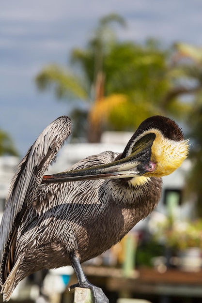 Pelican