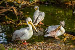 Free photo pelicans on a lake in a park