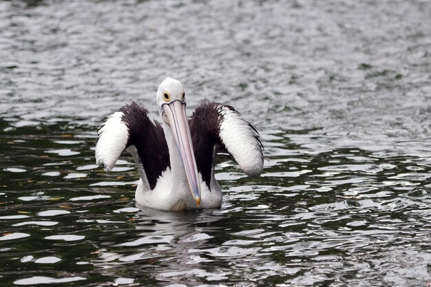 Пеликаны, купающиеся в реке в поисках еды, красиво смотрятся с тенями в воде