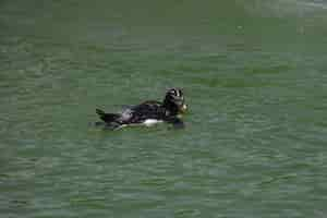 Free photo a penguin swimming in a pool