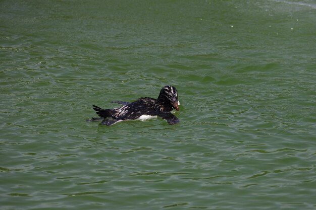 A penguin swimming in a pool