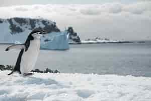 Foto gratuita pinguino che cammina sulla spiaggia ghiacciata