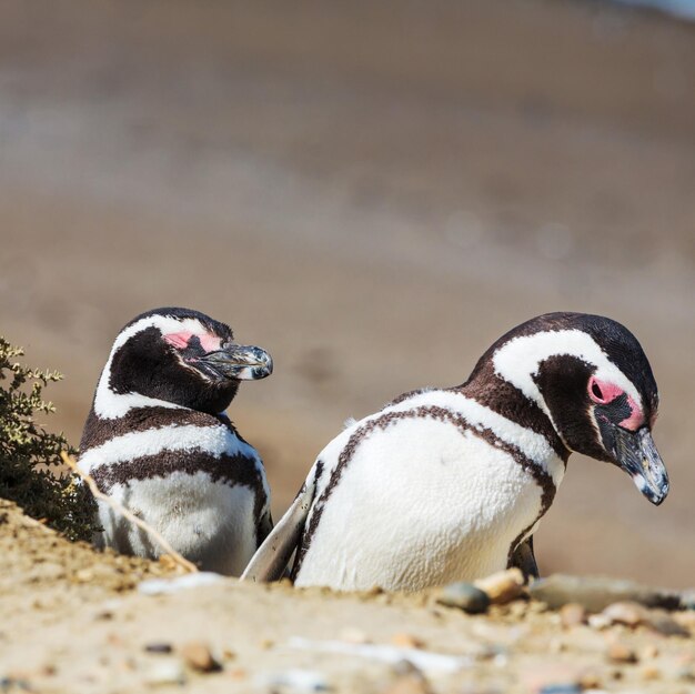 ペンギン