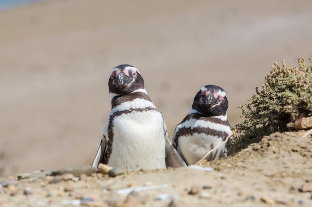 Foto gratuita pinguino