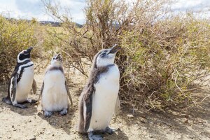 Бесплатное фото Пингвин
