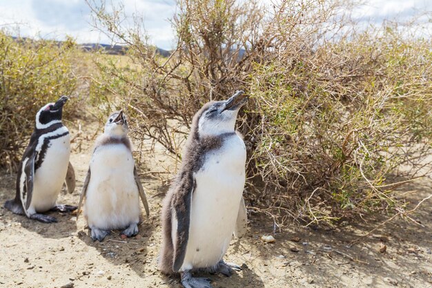 ペンギン