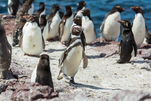 ペンギン