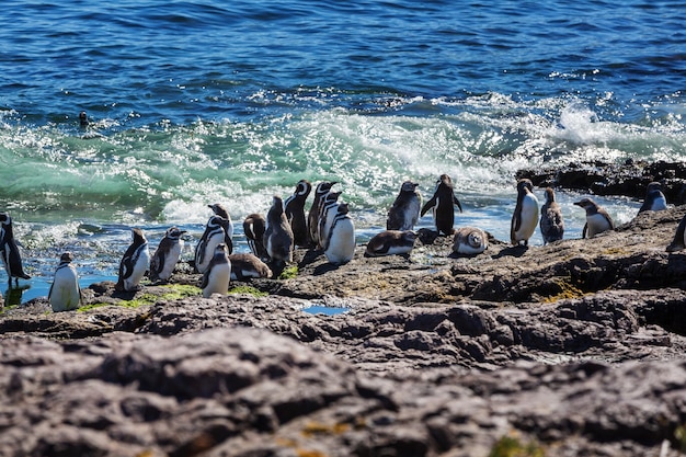 ペンギン