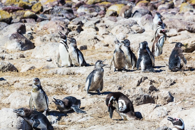 Foto gratuita pinguino