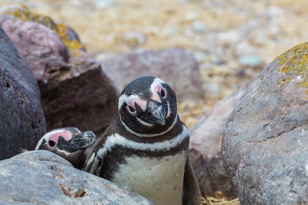 Foto gratuita pinguino