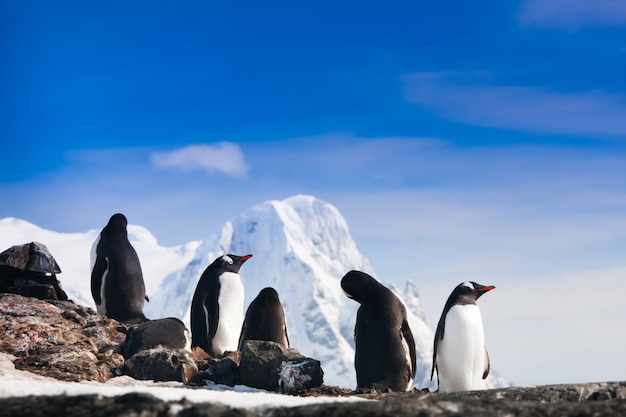 Пингвины в антарктиде Premium Фотографии
